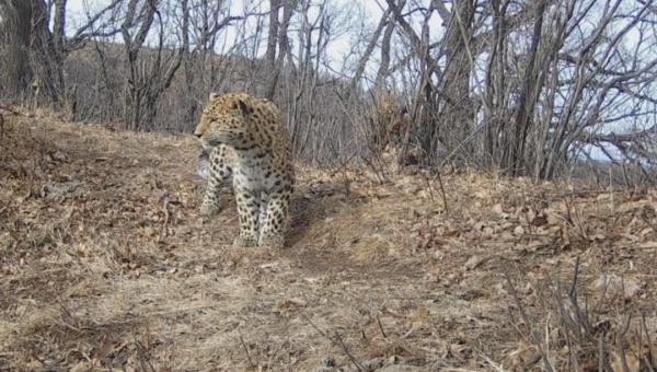 又有华北豹现身,在山西这里…… 又有华北豹现身,在山西这里……