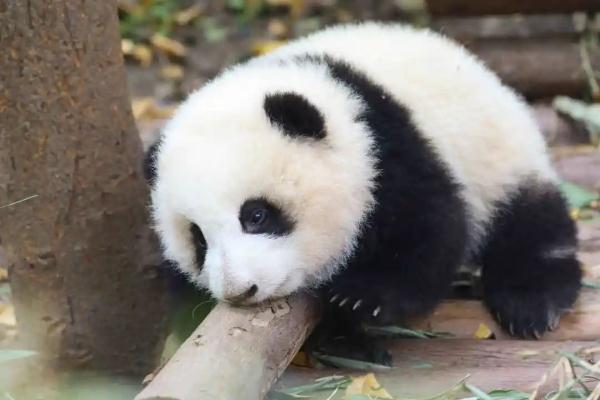 最新规定！来成都看熊猫注意→