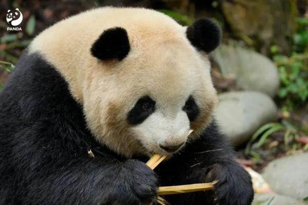 成都大熊猫基地通报：禁止她一年内进入！