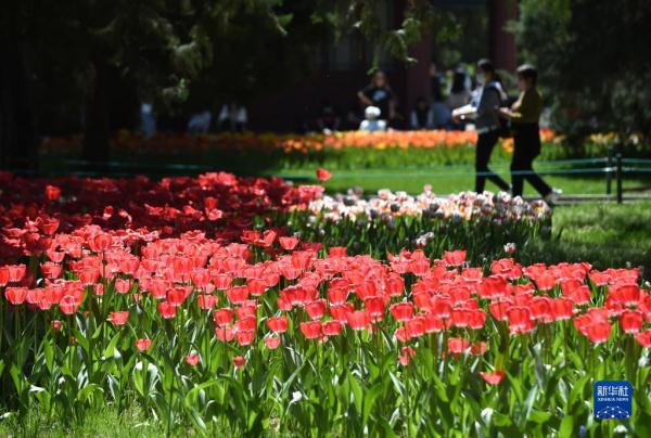 北京：中山公园郁金香花开正艳