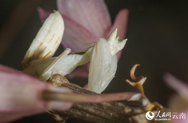 云南宁洱首次拍到兰花螳螂