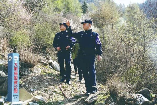 民警巡逻偶遇野生大熊猫，画面静止了……