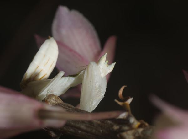 云南宁洱发现神似花朵的伪装高手“兰花螳螂”