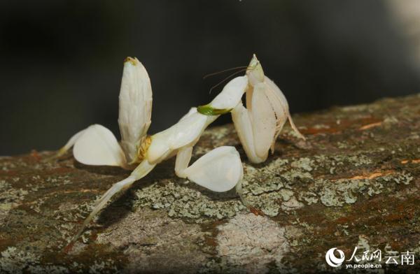云南宁洱首次拍到兰花螳螂