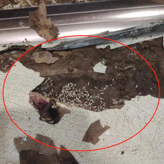 合肥人看到这种虫，抓紧上报！