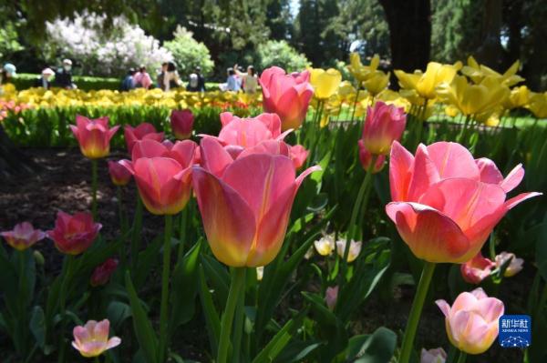 北京：中山公园郁金香花开正艳