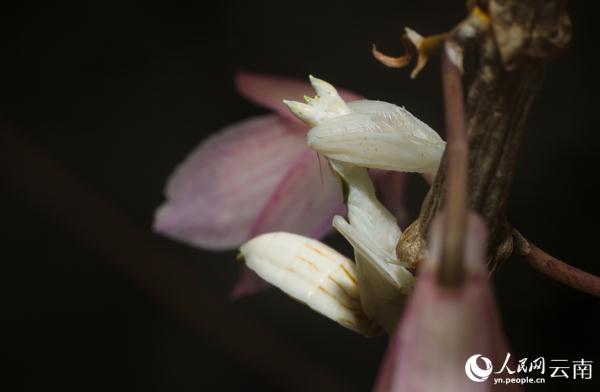 云南宁洱首次拍到兰花螳螂