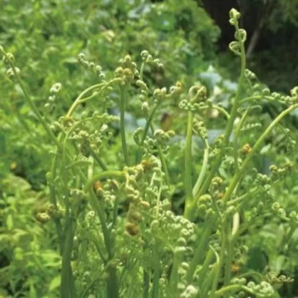 春夏踏青 谨防山野菜中毒 春夏踏青 谨防山野菜中毒