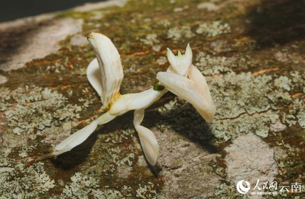 云南宁洱首次拍到兰花螳螂