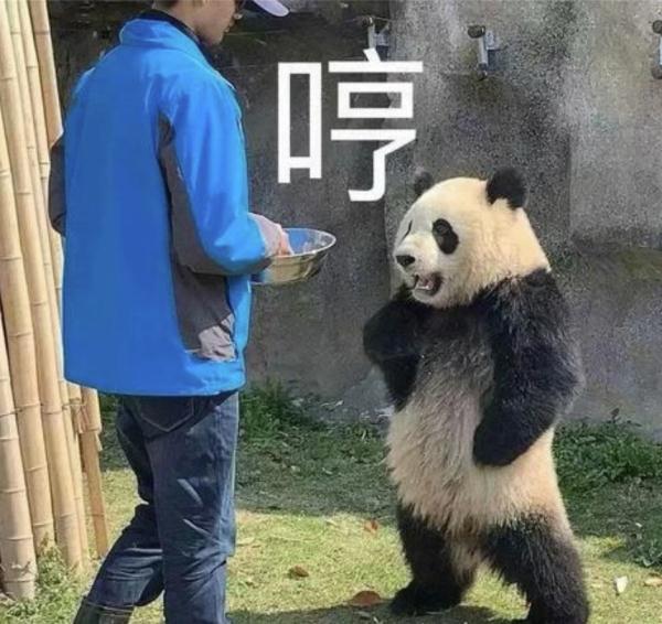 大熊猫被“打”了？园方通报：永不允许此人饲养大熊猫