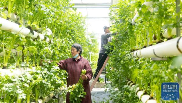 山东临沭:生态观光农业促增收 山东临沭:生态观光农业促增收