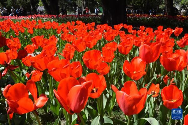 北京：中山公园郁金香花开正艳