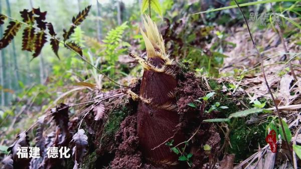 千城百县看中国｜寻闽味：笋包