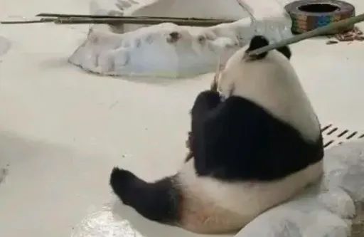大熊猫被“打”了？园方通报：永不允许此人饲养大熊猫