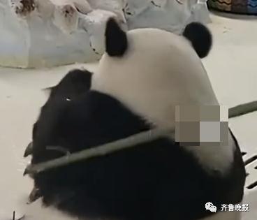 动物园:立即停止工作!网友们吵翻…… 动物园:立即停止工作!网友们吵翻……