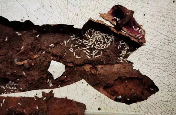 合肥人看到这种虫，抓紧上报！