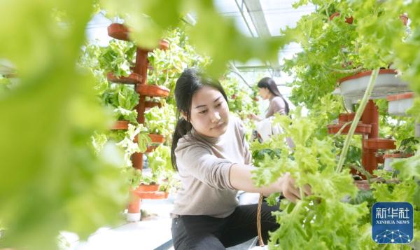 山东临沭:生态观光农业促增收 山东临沭:生态观光农业促增收