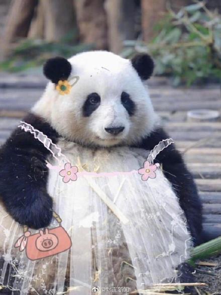 可可爱爱！当熊猫花花穿上公主裙