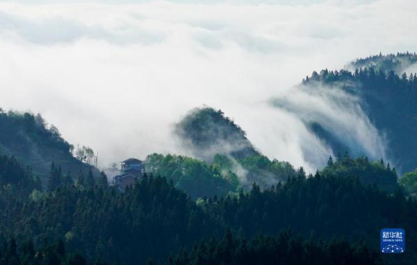 重庆金佛山：云绕山峦春色美