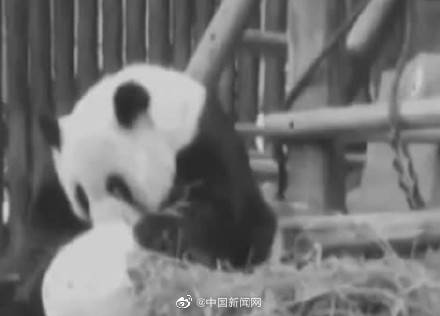 同林惠一起旅泰的创创于2019年离世