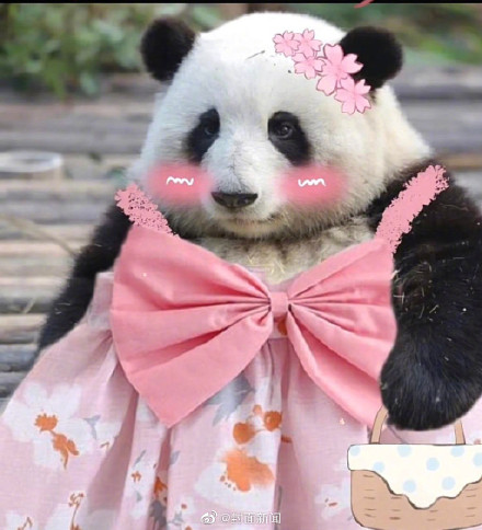 可可爱爱当熊猫花花穿上公主裙