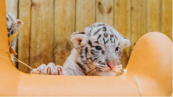 国内罕见！银基动物王国喜迎“白虎六胞胎”