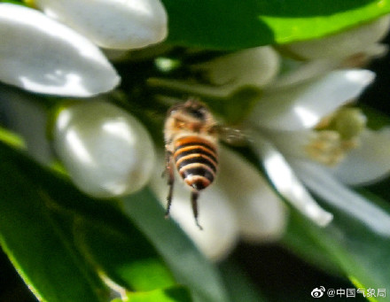围观小蜜蜂采蜜，这就是春天的美好