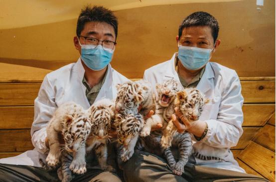 国内罕见！银基动物王国喜迎“白虎六胞胎”