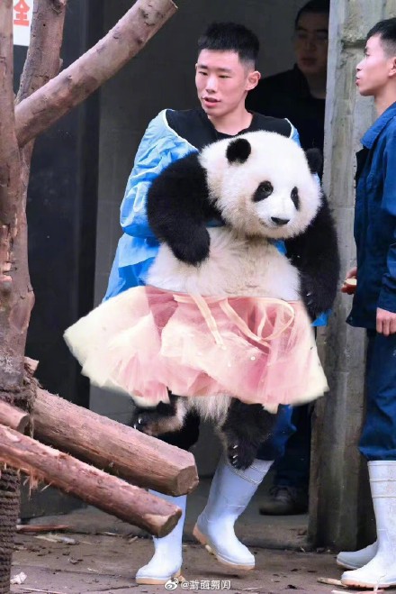 可可爱爱！当熊猫花花穿上公主裙