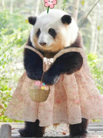 可可爱爱当熊猫花花穿上公主裙