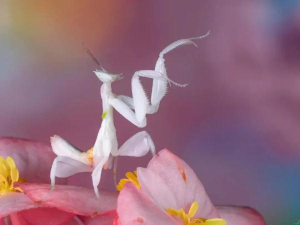 云南宁洱首次拍到“伪装高手”兰花螳螂