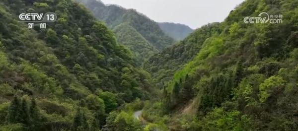 “中国鸽子树”珙桐迎来开花季 当地破解野生植物保护多个技术难题 “中国鸽子树”珙桐迎来开花季 当地破解野生植物保护多个技术难题