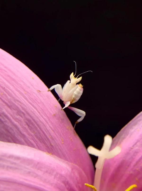 云南宁洱首次拍到“伪装高手”兰花螳螂