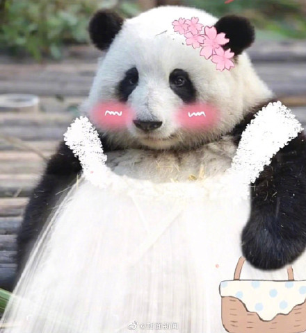 可可爱爱！当熊猫花花穿上公主裙