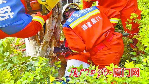 发现树洞里有蜜蜂 六旬老伯徒手就抓