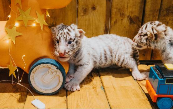 国内罕见！银基动物王国喜迎“白虎六胞胎”