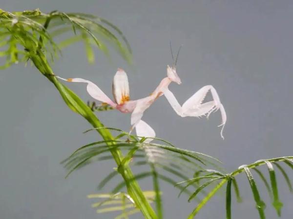 云南宁洱首次拍到“伪装高手”兰花螳螂