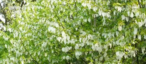 “中国鸽子树”珙桐迎来开花季 当地破解野生植物保护多个技术难题 “中国鸽子树”珙桐迎来开花季 当地破解野生植物保护多个技术难题