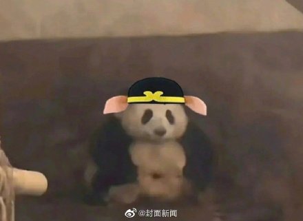 可可爱爱！当熊猫花花穿上公主裙