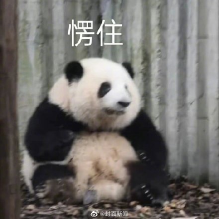 可可爱爱！当熊猫花花穿上公主裙