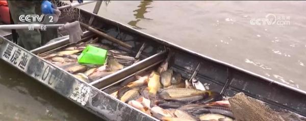 “开江鱼”搅热渔业市场 冷水鱼资源变身富民“热产业” “开江鱼”搅热渔业市场 冷水鱼资源变身富民“热产业”