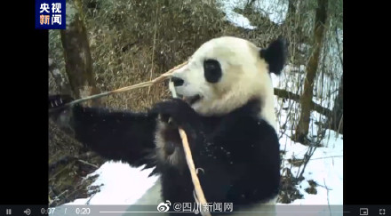 绵阳红外相机拍到野外大熊猫吃播现场