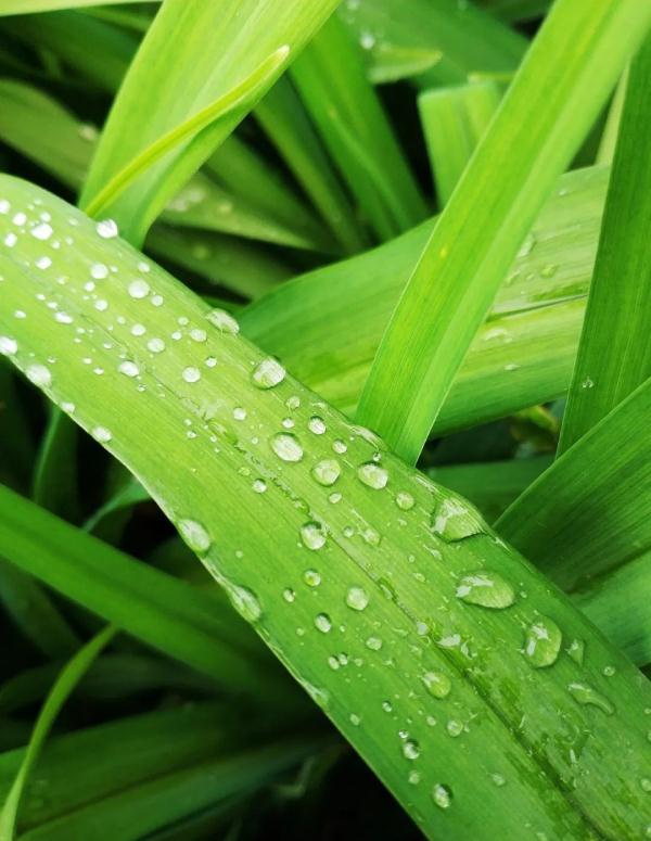 今日谷雨！春光将逝，莫辜负！
