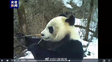 绵阳红外相机拍到野外大熊猫吃播现场