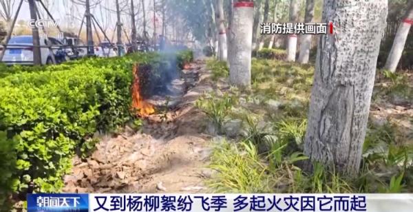 警惕！又到杨柳絮纷飞季 路人小心别“惹火”