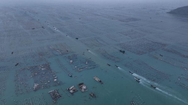 “海上春耕”：鲍鱼投苗正当时