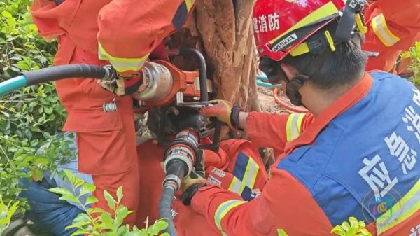 6旬老人想“抓蜜蜂”，却没想到……