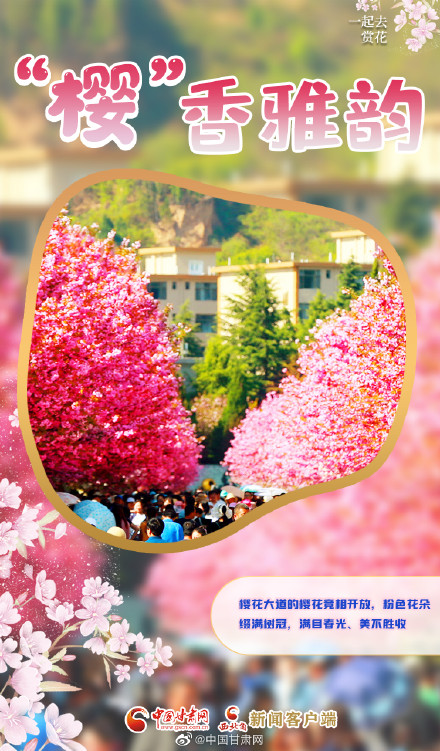 春色烂漫，“云赏”樱花盛开
