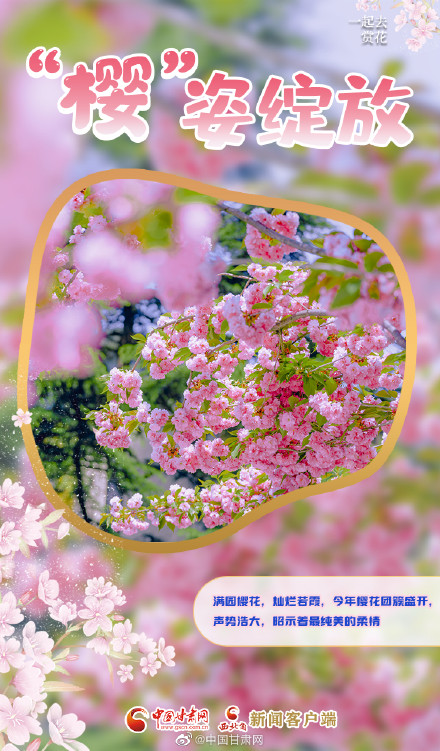 春色烂漫，“云赏”樱花盛开