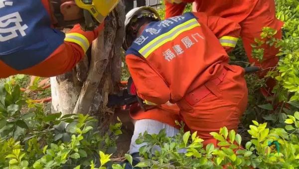 6旬老人想“抓蜜蜂”，却没想到……